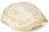 Inflated Fossil Tortoise (Stylemys) - South Dakota #227425-4